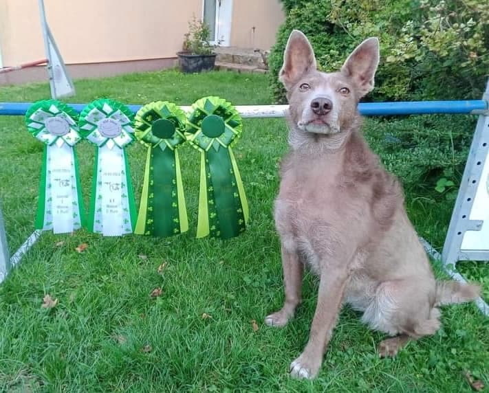 Viya agility versenyző lett